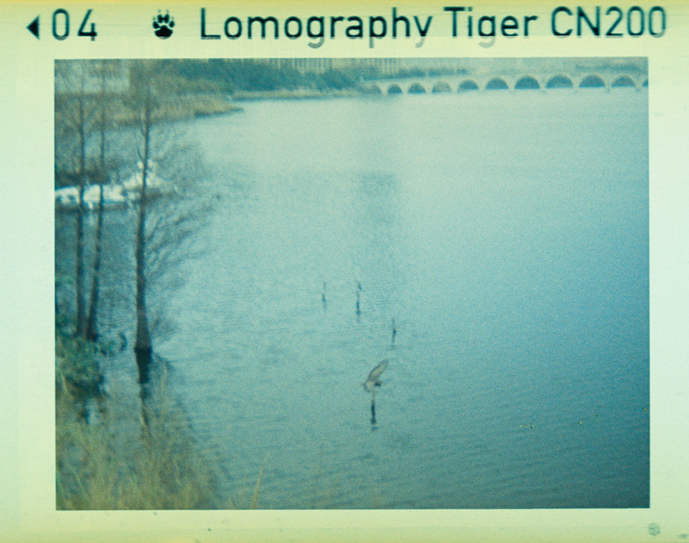Lomography Tiger CN200