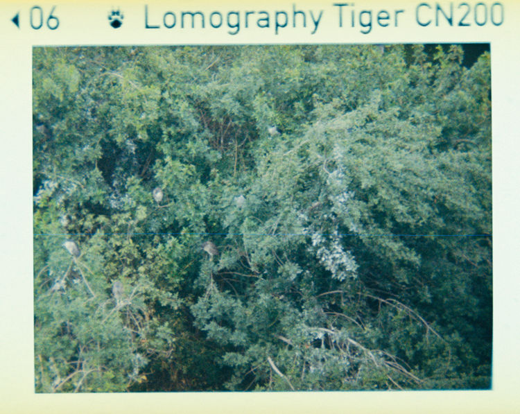 Lomography Tiger CN200