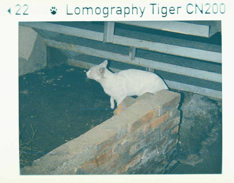 Lomography Tiger CN200