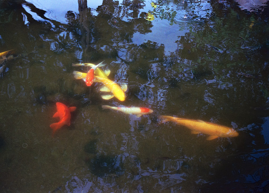 Lomography ISO800 35mm