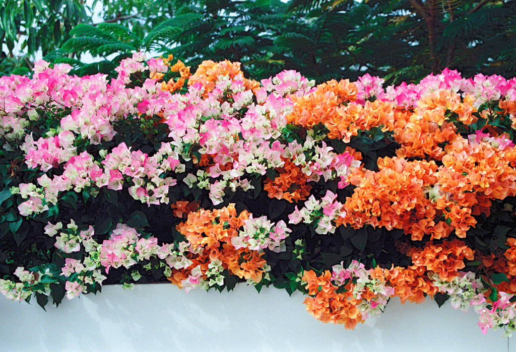 Lomography ISO800 35mm