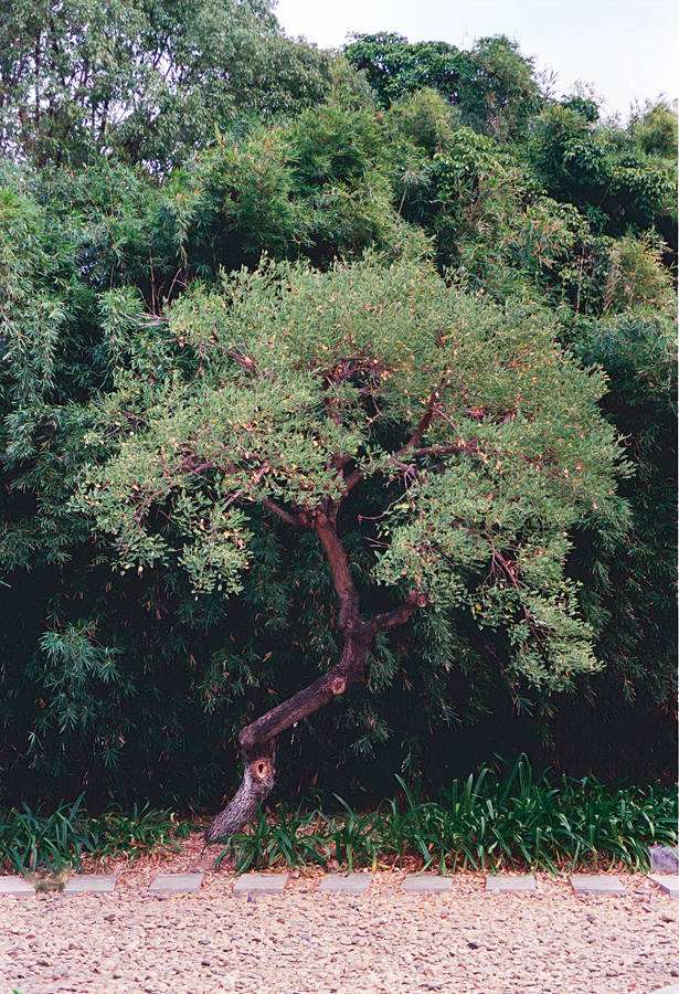 Lomography ISO800 35mm