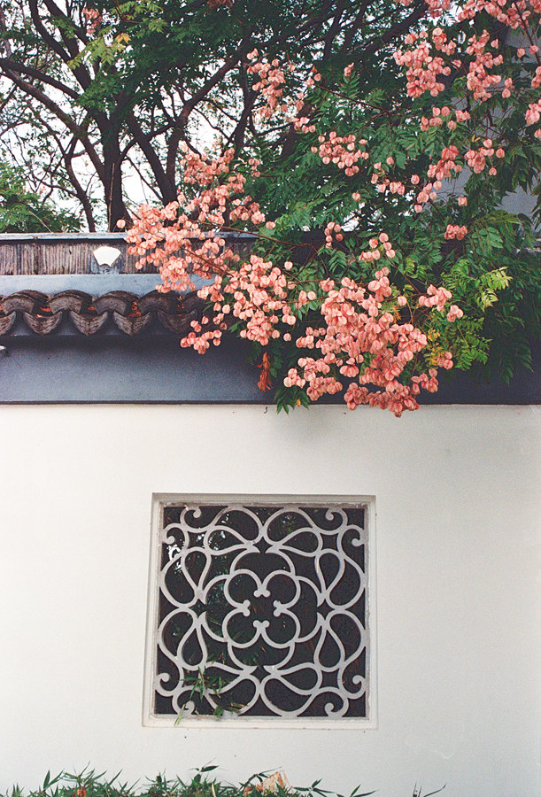 Lomography ISO800 35mm