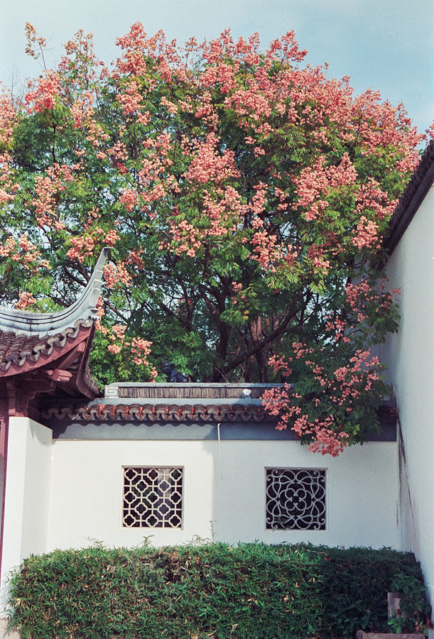 Lomography ISO800 35mm