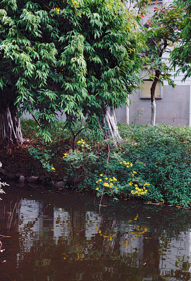 Lomography ISO800 35mm