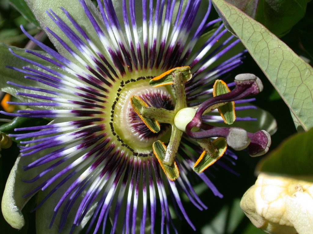 使用Nikon COOLPIX 995 拍摄的微距图片 来自DP