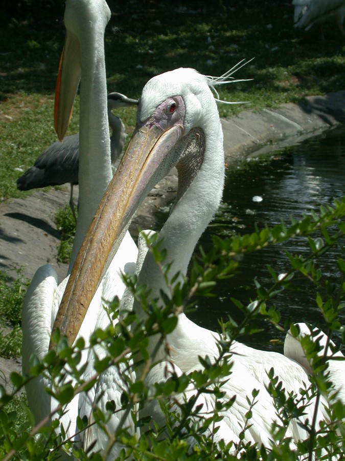 使用Nikon COOLPIX 995 拍摄的微距图片 来自DP